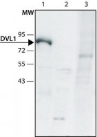Anti-DVL1 (C-terminal) antibody produced in rabbit