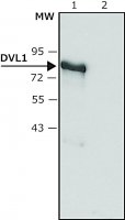 Anti-DVL1 antibody produced in rabbit 