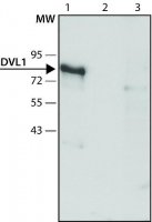 Anti-DVL1 antibody produced in rabbit