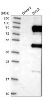 Anti-DVL2 antibody produced in rabbit 