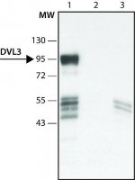 Anti-DVL3 (C-terminal region) antibody produced in rabbit 
