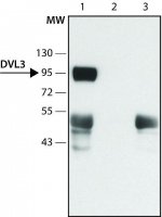 Anti-DVL3 (N-terminal) antibody produced in rabbit 
