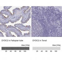Anti-DYDC2 antibody produced in rabbit 