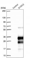 Anti-DYDC2 antibody produced in rabbit 