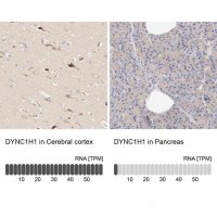 Anti-DYNC1H1 antibody produced in rabbit 