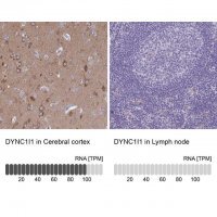 Anti-DYNC1I1 antibody produced in rabbit 