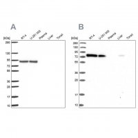 Anti-DYNC1I2 antibody produced in rabbit