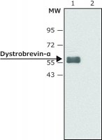 Anti-Dystrobrevin- antibody produced in rabbit SAB4200408-200UL