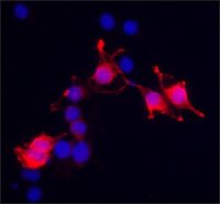 Anti-Dystrobrevin- antibody produced in rabbit SAB4200408-200UL