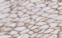 Anti-Dystrophin Antibody, clone 1G7, ZooMAb� Rabbit Monoclonal 