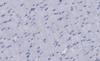 Anti-Dystrophin Antibody, clone 1G7, ZooMAb® Rabbit Monoclonal