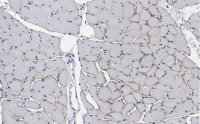 Anti-Dystrophin Antibody, clone 2C6 (MANDYS106) ZooMAb� Mouse Monoclonal 