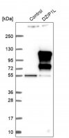 Anti-DZIP1L antibody produced in rabbit 