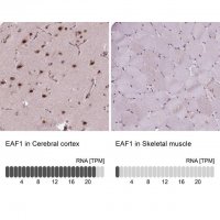 Anti-EAF1 antibody produced in rabbit 