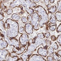 Anti-EBI3 antibody produced in rabbit