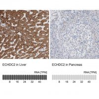 Anti-ECHDC2 antibody produced in rabbit 