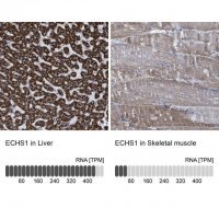 Anti-ECHS1 antibody produced in rabbit 