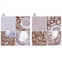 Anti-ECI1 antibody produced in rabbit