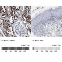 Anti-ECI2 antibody produced in rabbit 