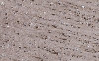 Anti-EEA1 Antibody, clone 1H18 ZooMAb� Rabbit Monoclonal 