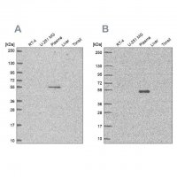 Anti-EED antibody produced in rabbit 