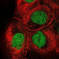 Anti-EED antibody produced in rabbit 