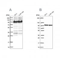 Anti-EEF2 antibody produced in rabbit 
