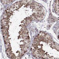 Anti-EFCAB3 antibody produced in rabbit