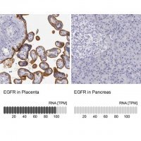 Anti-EGFR antibody produced in rabbit 
