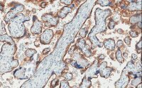 Anti-EGFR Antibody, clone 11E19, ZooMAb� Rabbit Monoclonal 