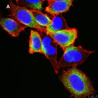 Anti-EGFR Antibody, clone 11E19, ZooMAb� Rabbit Monoclonal 