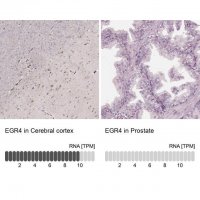 Anti-EGR4 antibody produced in rabbit 