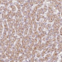 Anti-EHHADH antibody produced in rabbit 