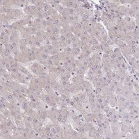 Anti-EIF2B2 antibody produced in rabbit 