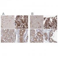 Anti-EIF3A antibody produced in rabbit 
