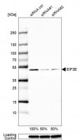 Anti-EIF3E antibody produced in rabbit HPA023973-100UL
