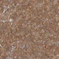 Anti-EIF3E antibody produced in rabbit HPA023973-100UL