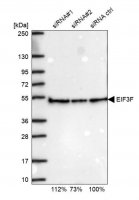Anti-EIF3F antibody produced in rabbit 