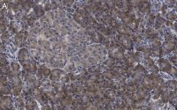 Anti-eIF3h Antibody, clone 2B15 ZooMAb® Rabbit Monoclonal