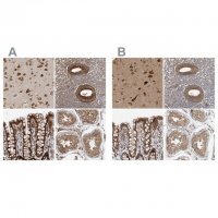 Anti-EIF3I antibody produced in rabbit 
