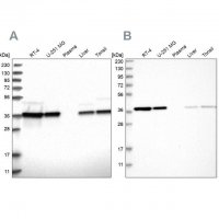 Anti-EIF3I antibody produced in rabbit 