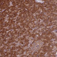 Anti-EIF3J antibody produced in rabbit 