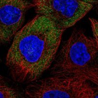 Anti-EIF3K antibody produced in rabbit 