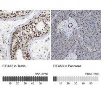 Anti-EIF4A3 antibody produced in rabbit 