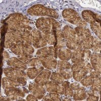 Anti-EIF5 antibody produced in rabbit 