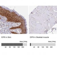 Anti-EIF6 antibody produced in rabbit HPA040873-100UL