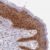 Anti-EIF6 antibody produced in rabbit HPA040873-100UL