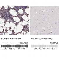 Anti-ELANE antibody produced in rabbit