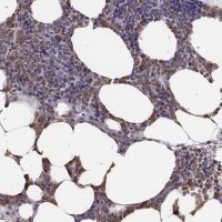 Anti-ELANE antibody produced in rabbit