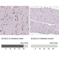 Anti-ELAVL2 antibody produced in rabbit 